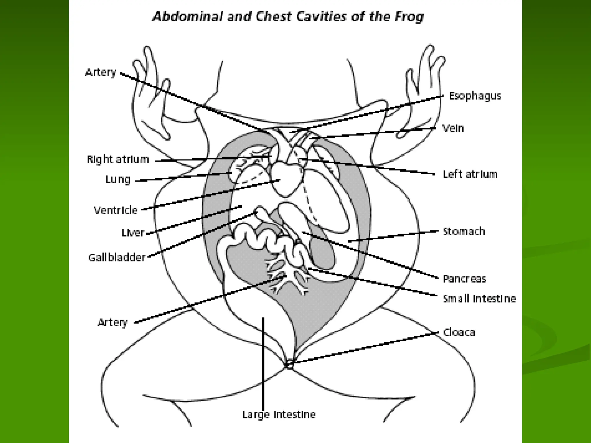 Presentation of Frog Dissection for all.
