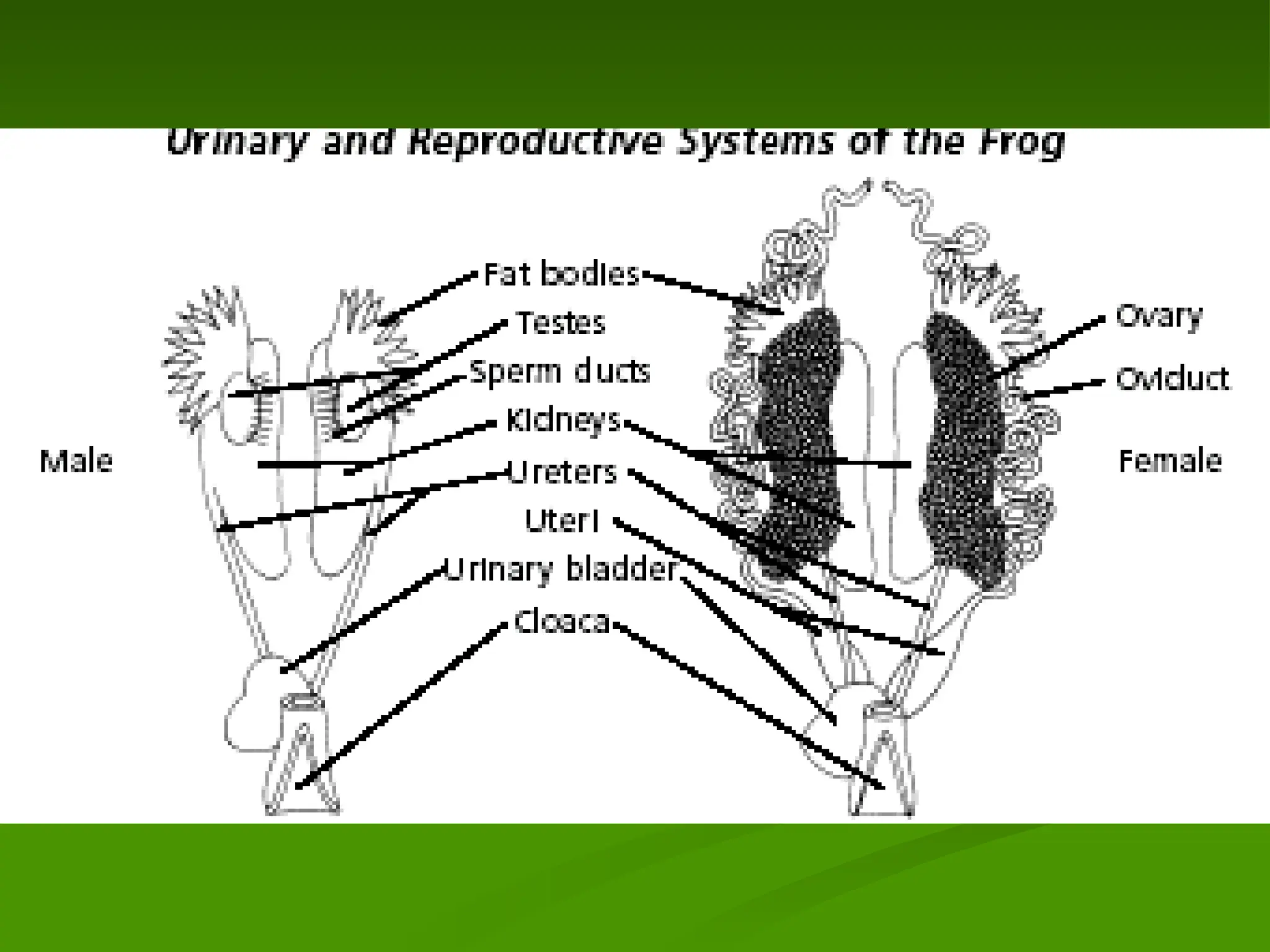 Presentation of Frog Dissection for all.