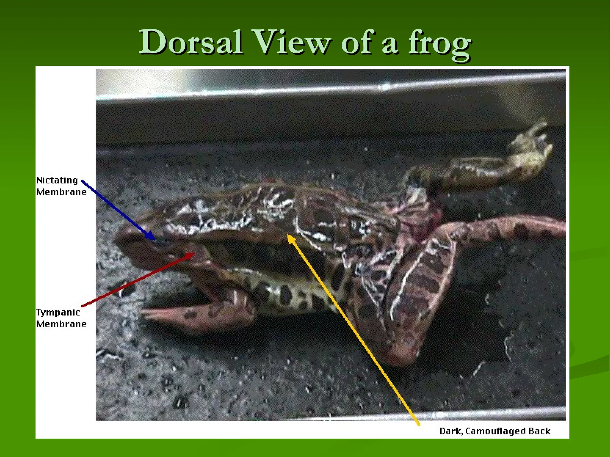 Dorsal View of a frog
Dorsal View of a frog
 