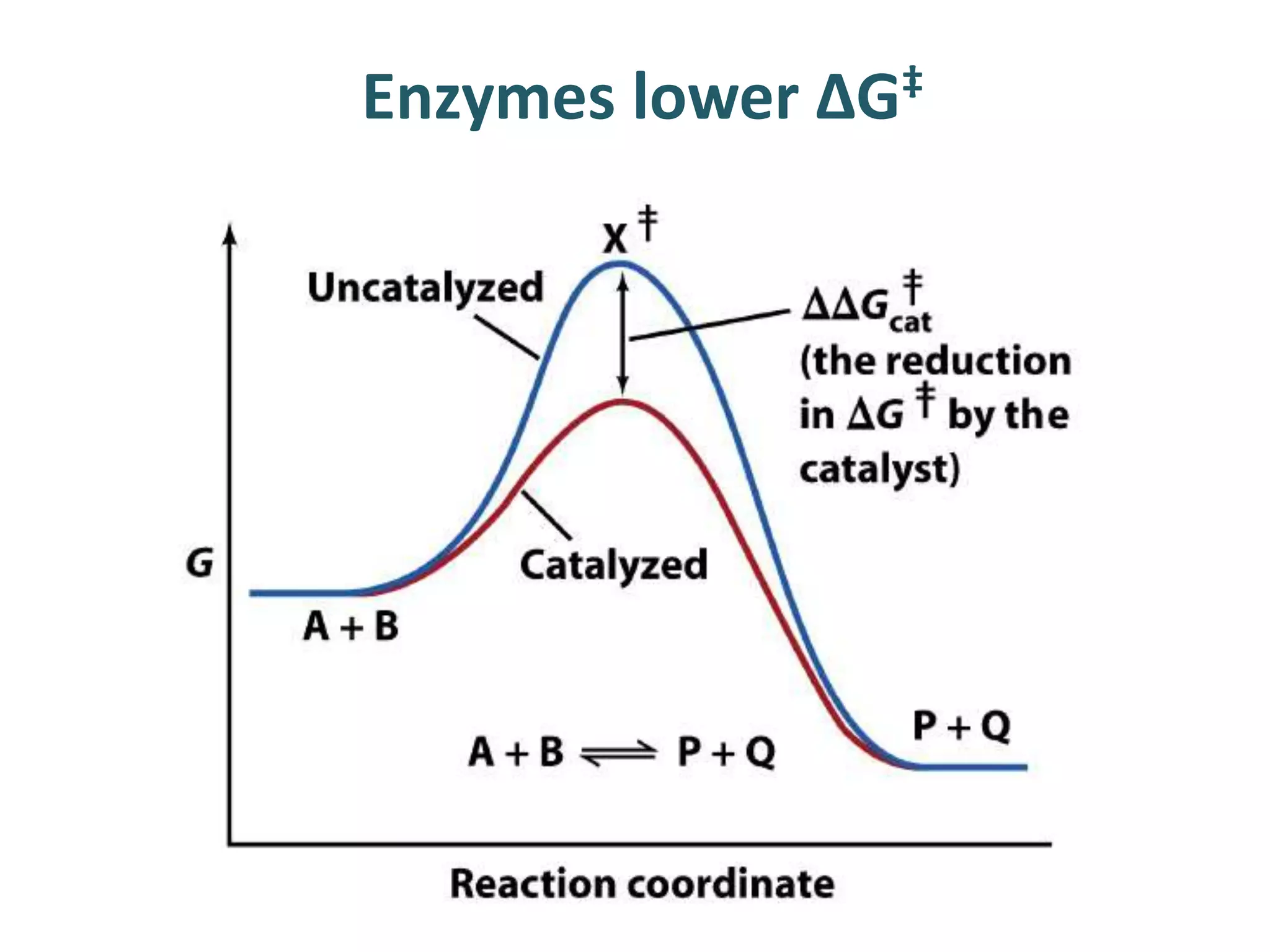Enzymes lower ΔG‡
 