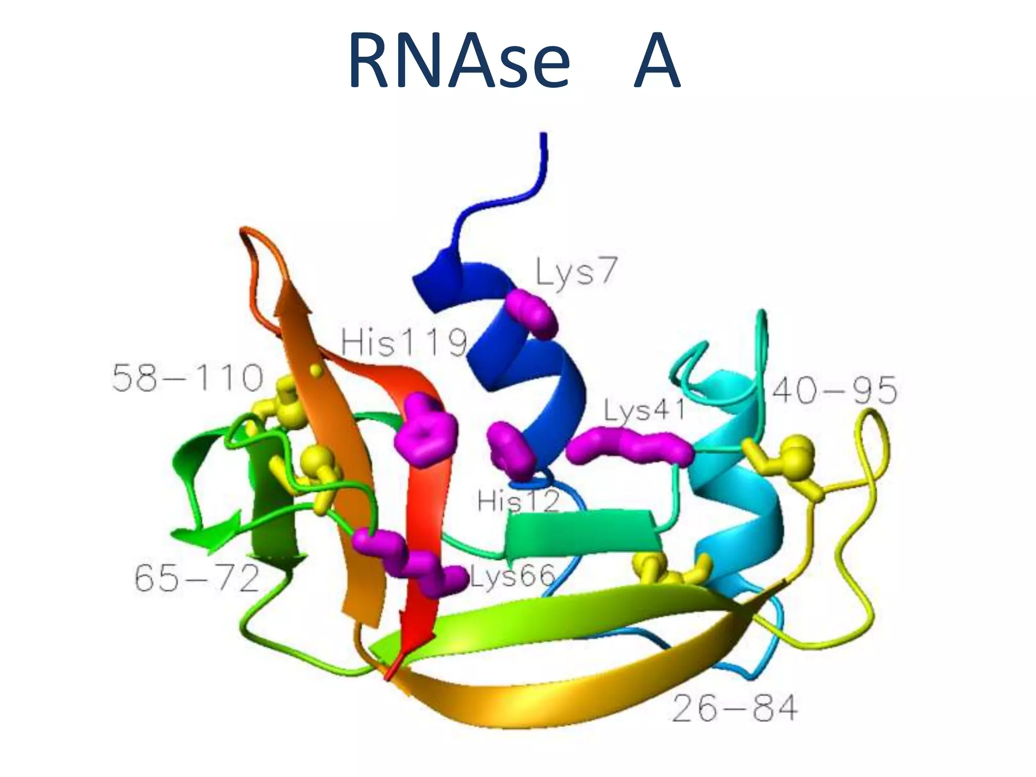 RNAse A
 