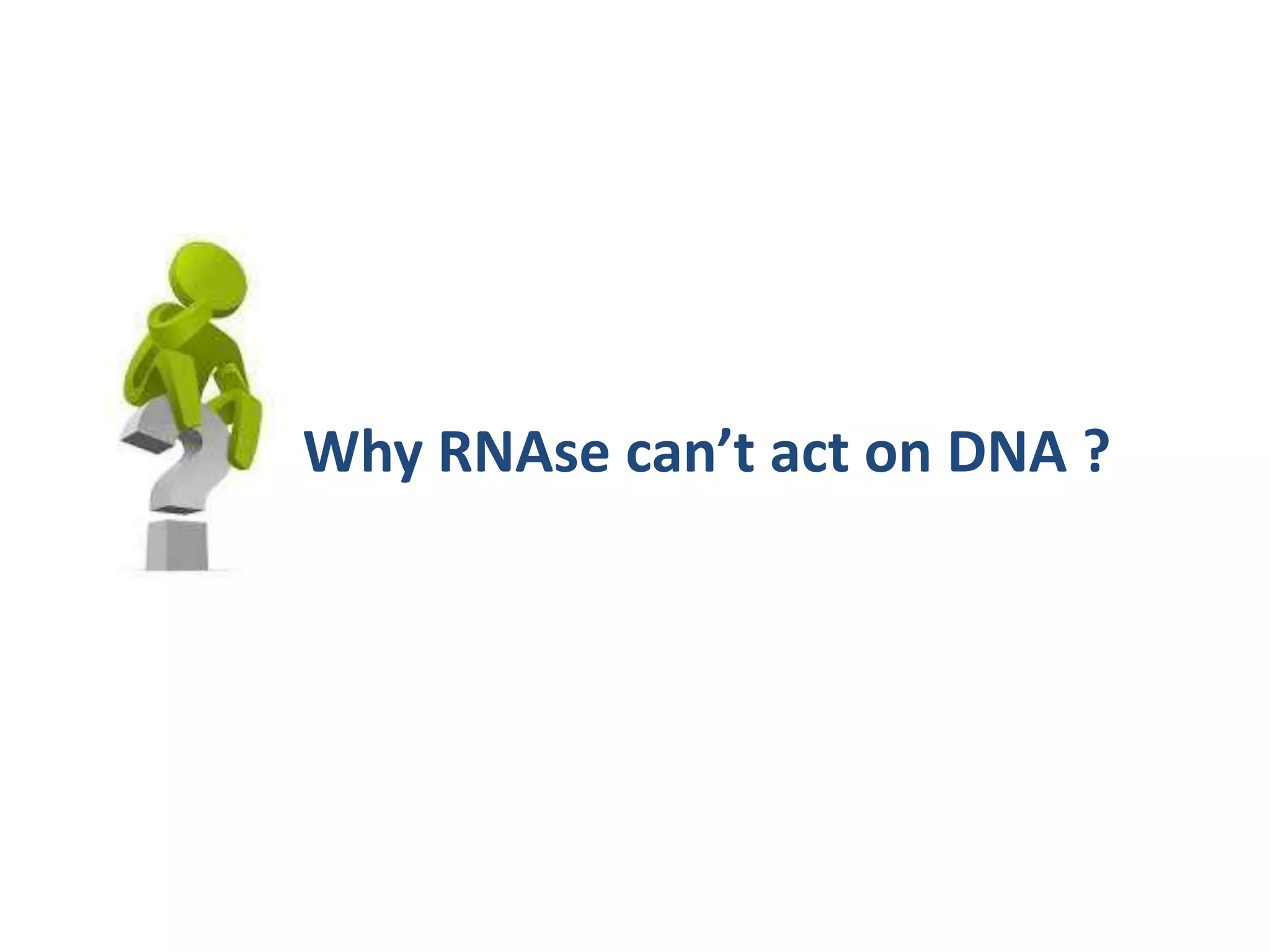 Why RNAse can’t act on DNA ?
 