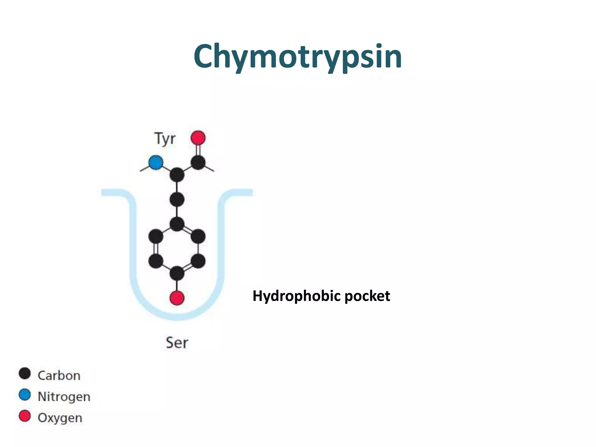 Chymotrypsin
Hydrophobic pocket
 