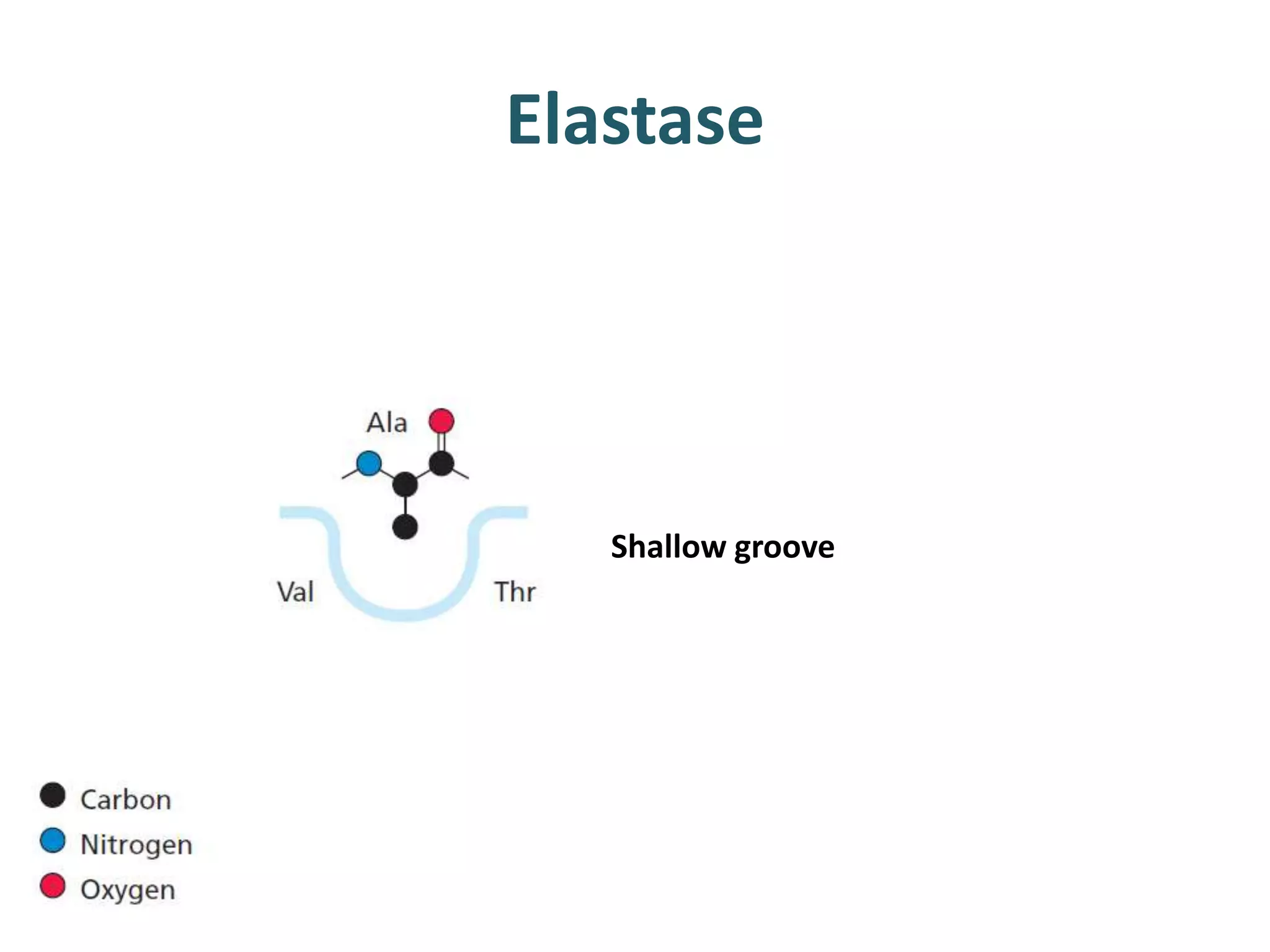 Elastase
Shallow groove
 