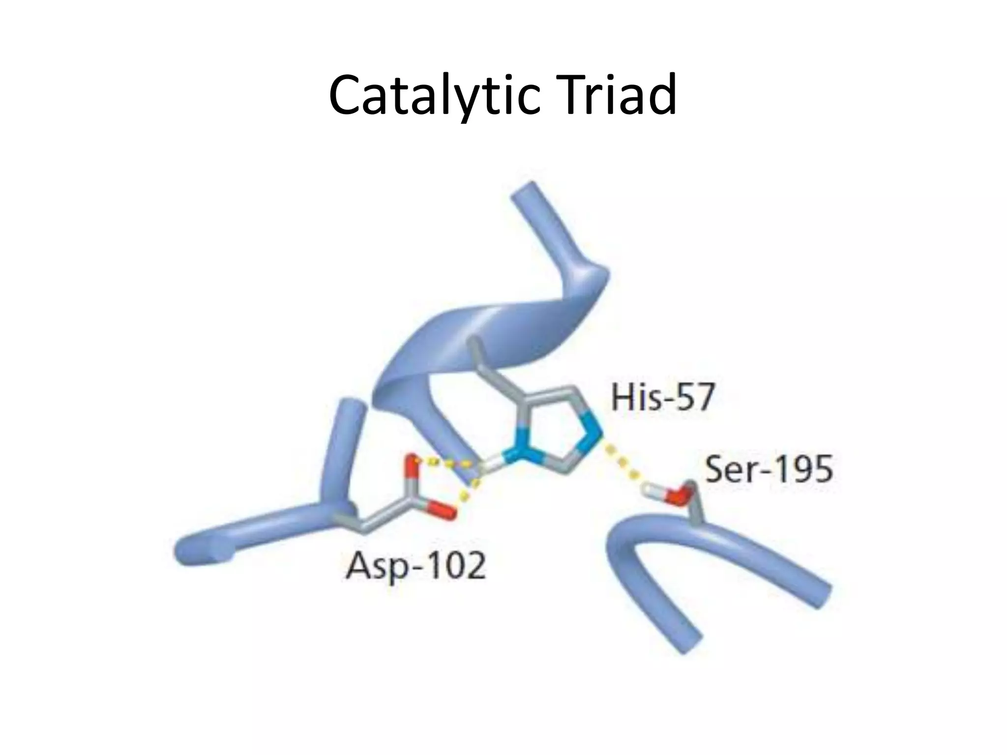 Catalytic Triad
 