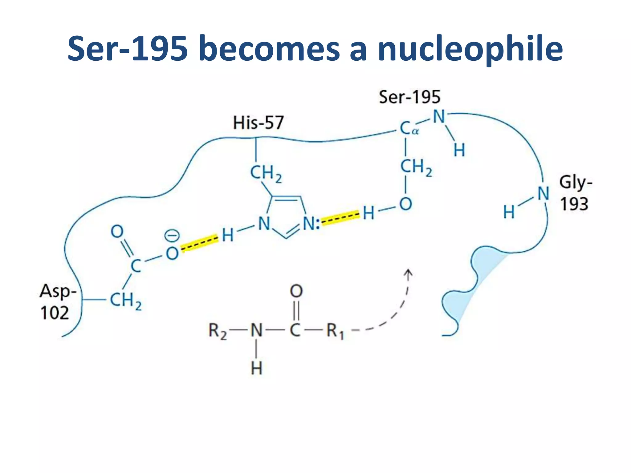 Ser-195 becomes a nucleophile
 