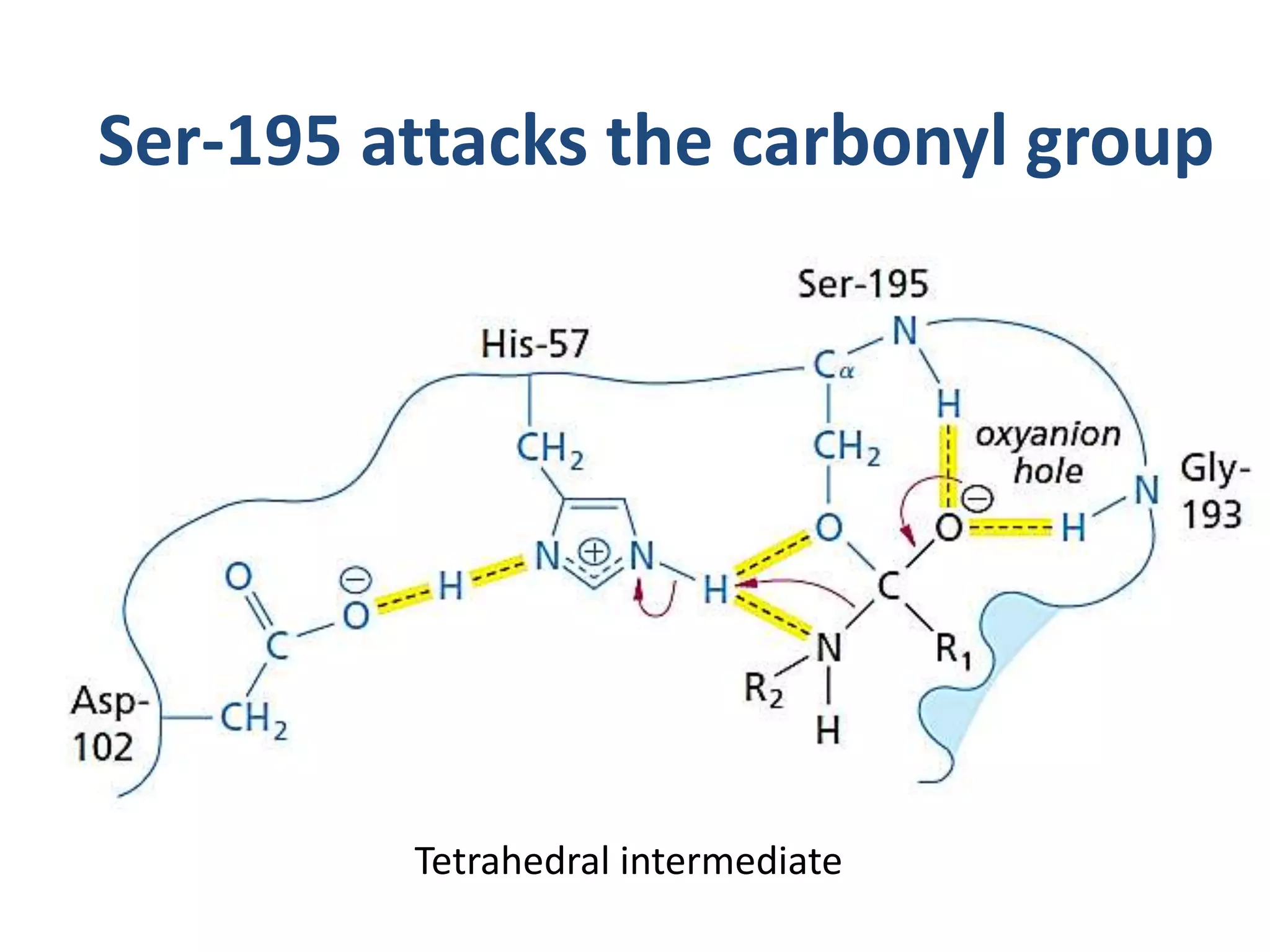 Tetrahedral intermediate
Ser-195 attacks the carbonyl group
 
