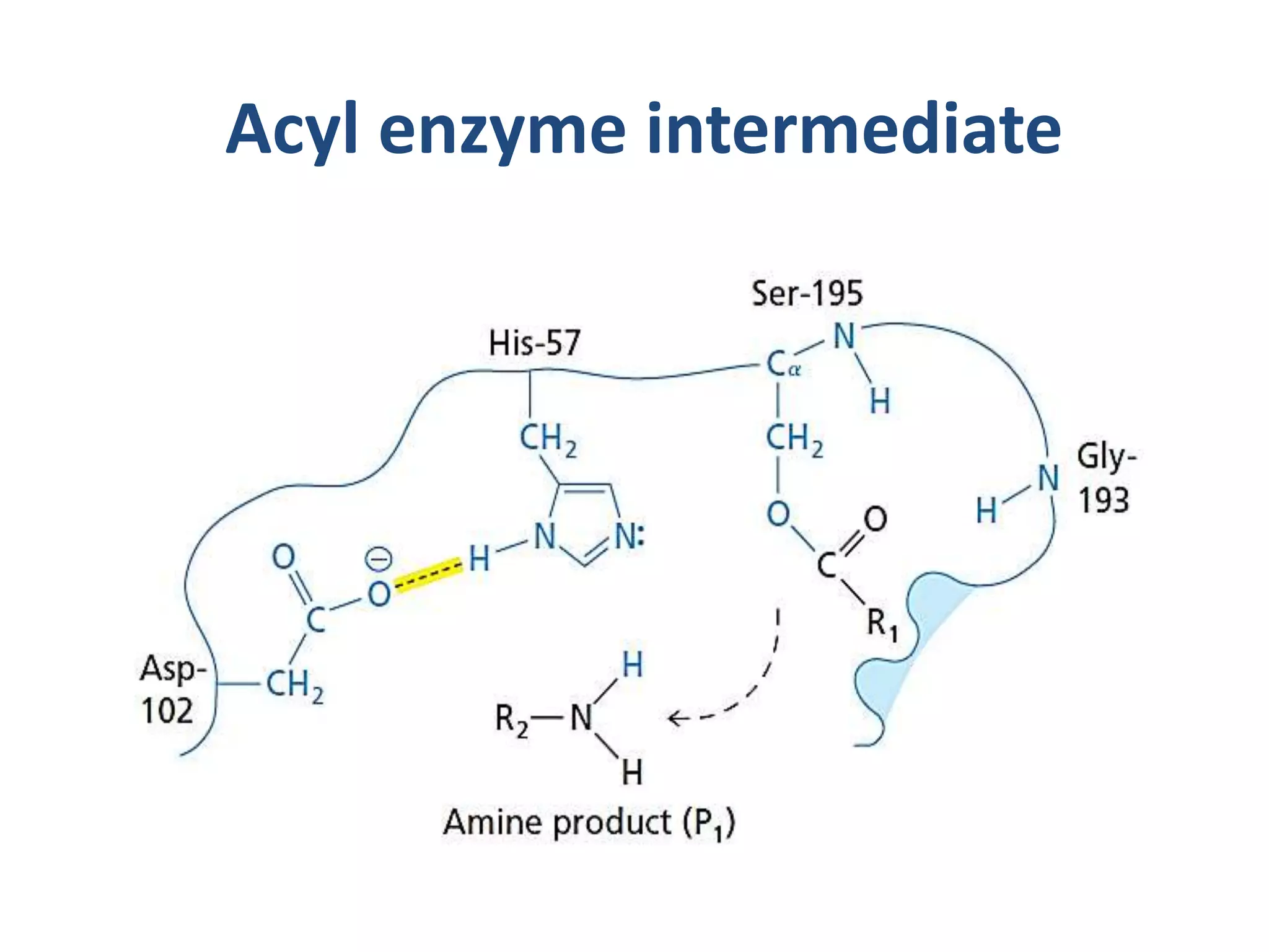 Acyl enzyme intermediate
 