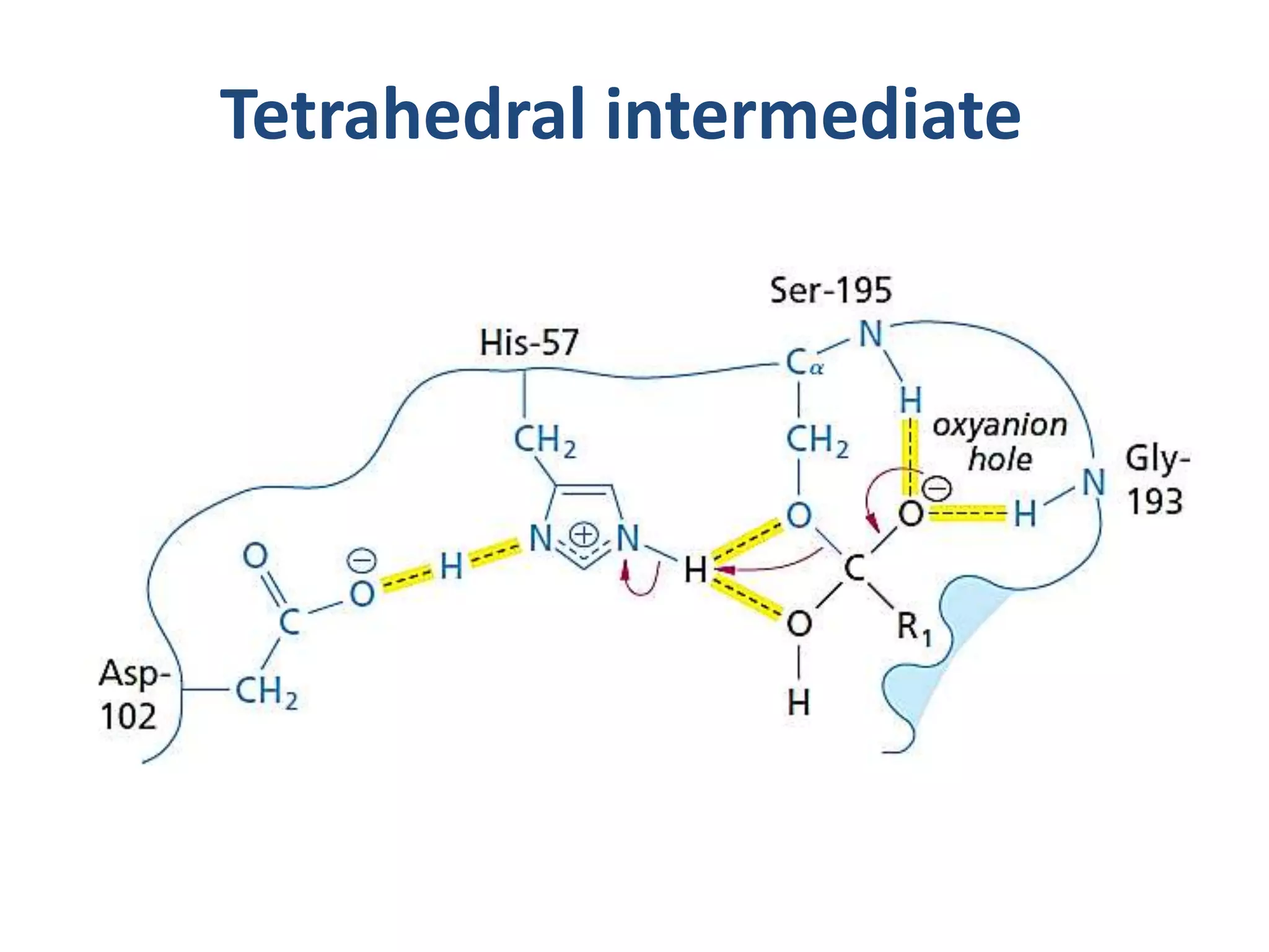 Tetrahedral intermediate
 