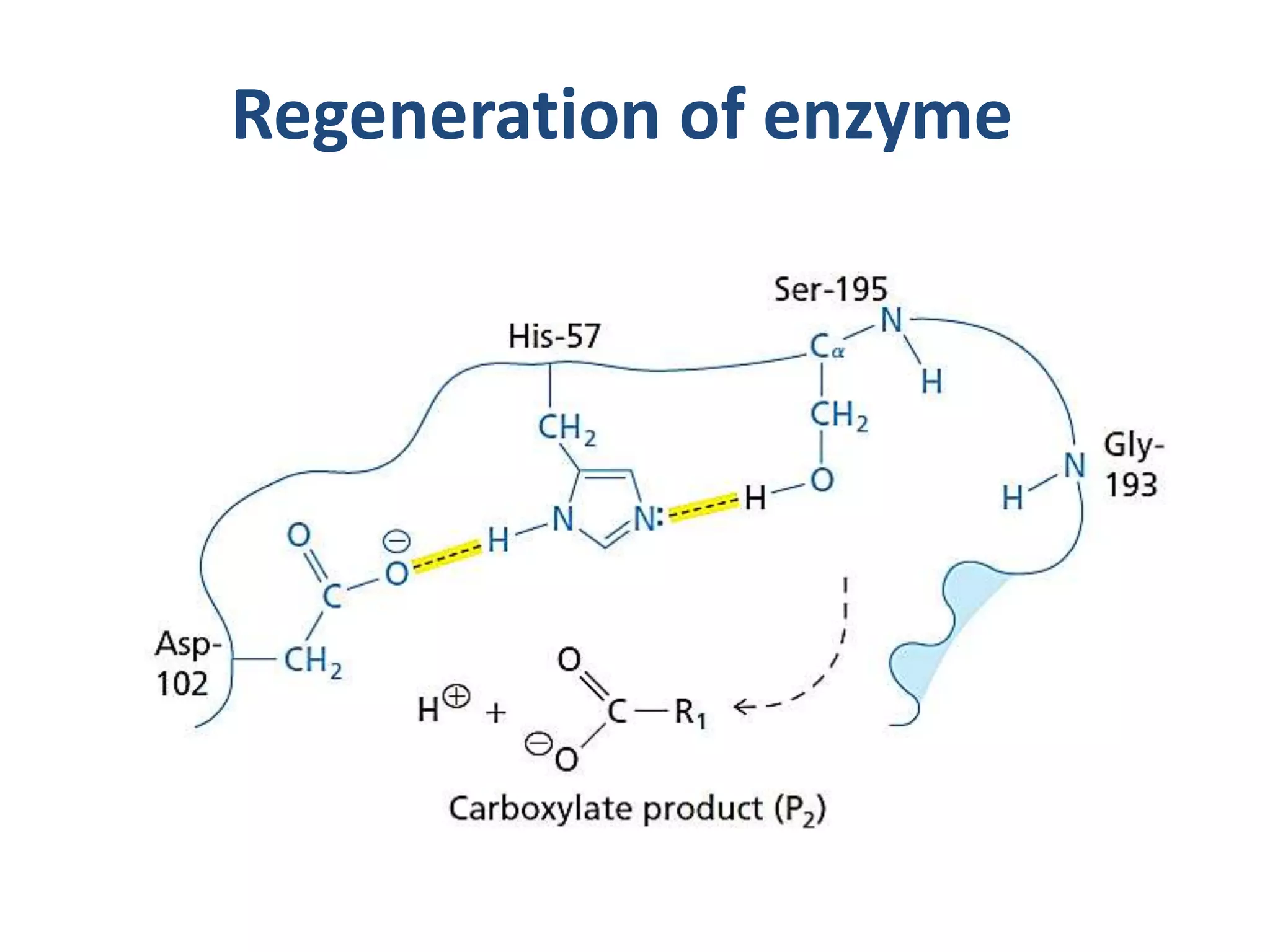 Regeneration of enzyme
 