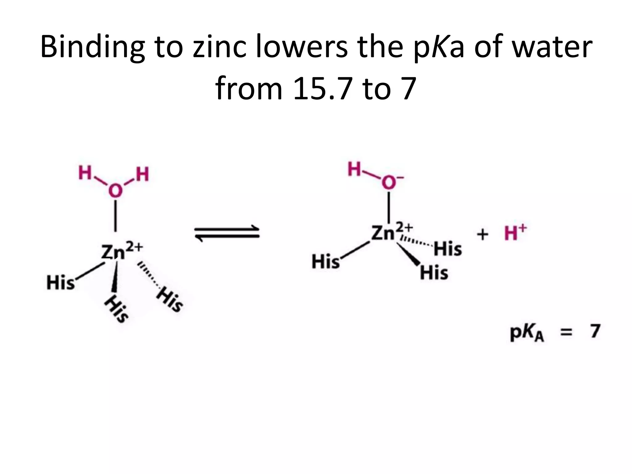 Binding to zinc lowers the pKa of water
from 15.7 to 7
 
