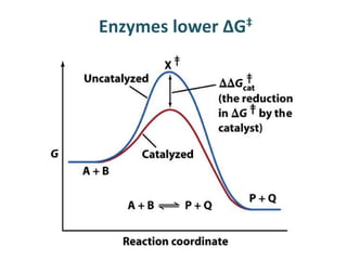 Enzymes lower ΔG‡
 