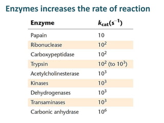Enzymes increases the rate of reaction
 