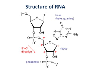 Structure of RNA
 