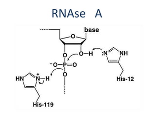 RNAse A
 