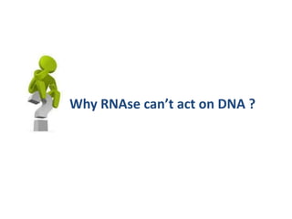 Why RNAse can’t act on DNA ?
 
