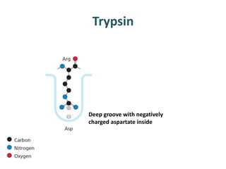 Trypsin
Deep groove with negatively
charged aspartate inside
 