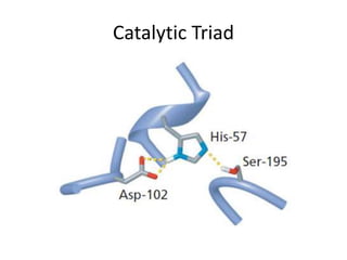 Catalytic Triad
 