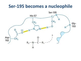 Ser-195 becomes a nucleophile
 