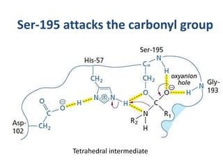 Tetrahedral intermediate
Ser-195 attacks the carbonyl group
 