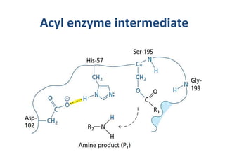 Acyl enzyme intermediate
 