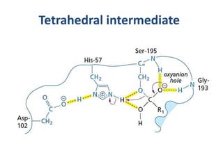 Tetrahedral intermediate
 