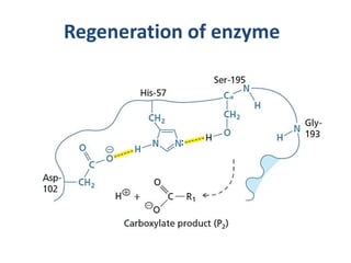 Regeneration of enzyme
 