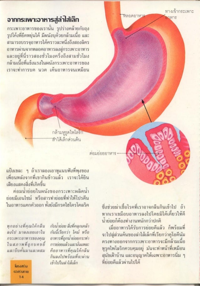 จ กรกลของร างกาย 04 การก น จ กรกลของร างกาย 04 การก น