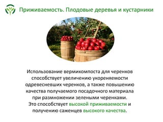 Приживаемость. Плодовые деревья и кустарники
Использование вермикомпоста для черенков
способствует увеличению укореняемости
одревесневших черенков, а также повышению
качества получаемого посадочного материала
при размножении зелеными черенками.
Это способствует высокой приживаемости и
получению саженцев высокого качества.
 