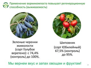 Зеленые черенки
жимолости
(сорт Голубое
веретено): с 74,4%
(контроль) до 100%.
Применение вермикомпоста повышает регенерационную
способность (выживаемость)
Шиповник
(сорт Юбилейный)
67,5% (контроль)
до 95%.
Мы вернем вкус и запах овощам и фруктам!
 