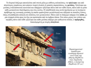 Το δωρικό διάζωμα αποτελείται από στενά μέλη με κάθετες αυλακώσεις -τα τρίγλυφα- και από
πλατύτερες επιφάνειες που φέρουν συχνά γλυπτές ή γραπτές παραστάσεις, τις μετόπες. Τρίγλυφα και
μετόπες εναλλάσσονται κανονικά και υπάρχουν τρίγλυφα πάνω από τον κάθε κίονα, πάνω από το μέσο
κάθε μετακιόνιου διαστήματος και στις γωνίες. Η τοποθέτησή τους αυτή σχετίζεται με το λεγόμενο
πρόβλημα της γωνιακής μετόπης (η οποία εμφανιζόταν μεγαλύτερη) και οδήγησε σε ποικίλες λύσεις,
όπως στη βαθμιαία αλλαγή του πλάτους των μετακιονίων. Πάνω από το διάζωμα υπάρχει ένα γείσο, με
μία ελαφρά κλίση προς τα έξω για προστασία από τα όμβρια ύδατα. Στο κάτω μέρος του γείσου και
ακριβώς πάνω από κάθε τρίγλυφο και κάθε μετόπη υπάρχει μία ορθογώνια πλάκα, ο πρόμοχθος,
διακοσμημένη με σειρές σταγόνων.
Χαρακτηριστικό
παράδειγμα
ανωδομής δωρικού
ναού (ναός της
Αθηνάς Παρθένου
στην Ακρόπολη
Αθήνα, ο λεγόμενος
Παρθενών (5ος
αι.)
Μετώπη
Τρίγλυφο
Γείσο
Πρόμοχθος
με σταγόνες
 