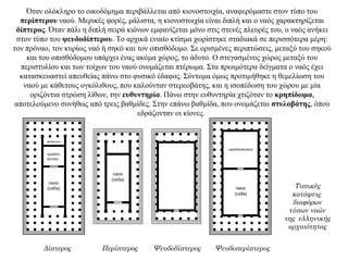 Όταν ολόκληρο το οικοδόμημα περιβάλλεται από κιονοστοιχία, αναφερόμαστε στον τύπο του
περίπτερου ναού. Mερικές φορές, μάλιστα, η κιονοστοιχία είναι διπλή και ο ναός χαρακτηρίζεται
δίπτερος. Όταν πάλι η διπλή σειρά κιόνων εμφανίζεται μόνο στις στενές πλευρές του, ο ναός ανήκει
στον τύπο του ψευδοδίπτερου. Το αρχικά ενιαίο κτίσμα χωρίστηκε σταδιακά σε περισσότερα μέρη:
τον πρόναο, τον κυρίως ναό ή σηκό και τον οπισθόδομο. Σε ορισμένες περιπτώσεις, μεταξύ του σηκού
και του οπισθόδομου υπάρχει ένας ακόμα χώρος, το άδυτο. O στεγασμένος χώρος μεταξύ του
περιστυλίου και των τοίχων του ναού ονομάζεται πτέρωμα. Στα πρωιμότερα δείγματα ο ναός έχει
κατασκευαστεί απευθείας πάνω στο φυσικό έδαφος. Σύντομα όμως προτιμήθηκε η θεμελίωση του
ναού με κάθετους ογκόλιθους, που καλούνταν στερεοβάτης, και η ισοπέδωση του χώρου με μία
οριζόντια στρώση λίθων, την ευθυντηρία. Πάνω στην ευθυντηρία χτιζόταν το κρηπίδωμα,
αποτελούμενο συνήθως από τρεις βαθμίδες. Στην επάνω βαθμίδα, που ονομάζεται στυλοβάτης, όπου
εδράζονταν οι κίονες.
Τυπικές
κατόψεις
διαφόρων
τύπων ναών
της ελληνικής
αρχαιότητας
Δίπτερος Περίπτερος Ψευδοδίπτερος Ψευδοπερίπτερος
 