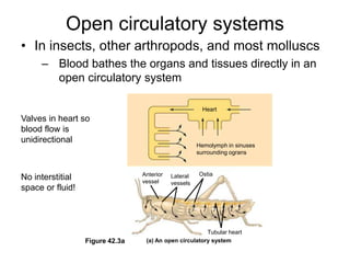 HeartHemolymph in sinusessurrounding ogransOstiaAnterior vesselLateral vesselsTubular heartFigure 42.3a(a) An open circulatory systemOpen circulatory systemsIn insects, other arthropods, and most molluscsBlood bathes the organs and tissues directly in an open circulatory systemValves in heart so blood flow is unidirectional No interstitial space or fluid!