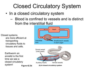 Closed Circulatory System HeartInterstitialfluidSmall branch vessels in each organDorsal vessel(main heart)Ventral vesselsAuxiliary hearts(b) A closed circulatory systemFigure 42.3bIn a closed circulatory systemBlood is confined to vessels and is distinct from the interstitial fluidClosed systemsare more efficient at transporting circulatory fluids to tissues and cells.Earthworm an annelid is the first time we see a closed circulatory system!