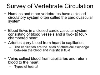 Survey of Vertebrate CirculationHumans and other vertebrates have a closed circulatory system often called the cardiovascular system.Blood flows in a closed cardiovascular system consisting of blood vessels and a two- to four-chambered heart.Arteries carry blood from heart to capillariesThe capillaries are the  sites of chemical exchange between the blood and interstitial fluidVeins collect blood from capillaries and return blood to the heart.Types of hearts!