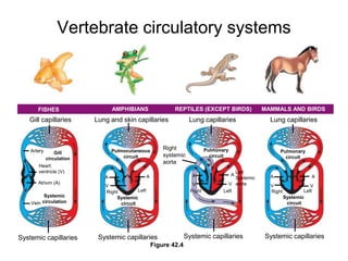 Lung capillariesLung capillariesLung and skin capillariesGill capillariesAMPHIBIANSREPTILES (EXCEPT BIRDS)MAMMALS AND BIRDSFISHES Right systemicaortaPulmonarycircuitPulmocutaneouscircuitArteryPulmonarycircuitGillcirculationHeart:ventricle (V)Left SystemicaortaAAAAAAAtrium (A)VVVVVLeft RightLeft Left RightRightSystemiccirculationSystemic circuitSystemic circuitVeinSystemic capillariesSystemic capillariesSystemic capillariesSystemic capillariesFigure 42.4Vertebrate circulatory systems