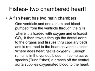 Fishes- two chambered heart!A fish heart has two main chambersOne ventricle and one atrium and blood pumped from the ventricle through the gills     where it is loaded with oxygen and unloadsf  CO2.  It then travels through the dorsal aorta to the organs and tissues thru capillary beds and is returned to the heart as venous blood.  Where does heart get its oxygen?  Enough remains in the venous blood.  In some active species (Tuna fishes) a branch off the ventral aorta supplies oxygenated blood to the heart. 