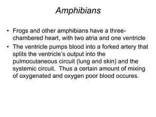 AmphibiansFrogs and other amphibians have a three-chambered heart, with two atria and one ventricleThe ventricle pumps blood into a forked artery that splits the ventricle’s output into the pulmocutaneous circuit (lung and skin) and the systemic circuit.  Thus a certain amount of mixing of oxygenated and oxygen poor blood occures.  