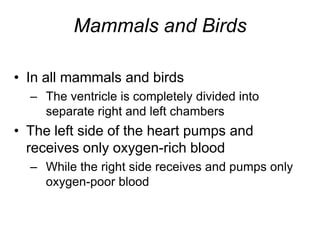 Mammals and BirdsIn all mammals and birdsThe ventricle is completely divided into separate right and left chambersThe left side of the heart pumps and receives only oxygen-rich bloodWhile the right side receives and pumps only oxygen-poor blood