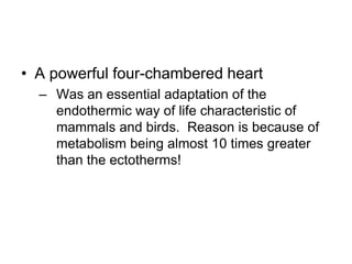 A powerful four-chambered heartWas an essential adaptation of the endothermic way of life characteristic of mammals and birds.  Reason is because of metabolism being almost 10 times greater than the ectotherms!