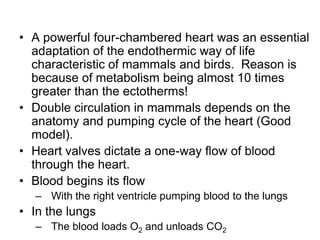 A powerful four-chambered heart was an essential adaptation of the endothermic way of life characteristic of mammals and birds.  Reason is because of metabolism being almost 10 times greater than the ectotherms!Double circulation in mammals depends on the anatomy and pumping cycle of the heart (Good model).Heart valves dictate a one-way flow of blood through the heart.Blood begins its flowWith the right ventricle pumping blood to the lungsIn the lungsThe blood loads O2 and unloads CO2