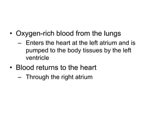 Oxygen-rich blood from the lungsEnters the heart at the left atrium and is pumped to the body tissues by the left ventricleBlood returns to the heartThrough the right atrium