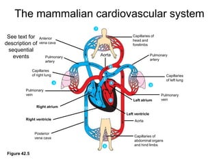 Capillaries ofhead and forelimbs Anteriorvena cavaAortaPulmonaryarteryPulmonaryartery963378Capillariesof right lungCapillariesof left lung2411Pulmonary veinPulmonary veinLeft atrium51Right atrium10Left ventricleRight ventricleAortaPosteriorvena cavaCapillaries ofabdominal organsand hind limbsFigure 42.5The mammalian cardiovascular systemSee text for description of sequential events