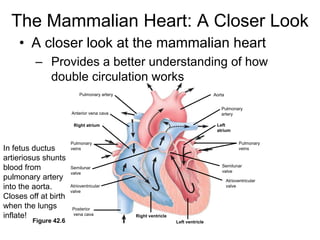 The Mammalian Heart: A Closer LookPulmonary arteryAortaPulmonaryveinsPulmonaryarteryAnterior vena cavaLeftatriumRight atriumPulmonaryveinsAtrioventricularvalveSemilunarvalveSemilunarvalveAtrioventricularvalvePosterior vena cavaRight ventricleFigure 42.6Left ventricleA closer look at the mammalian heartProvides a better understanding of how double circulation worksIn fetus ductus artieriosus shunts blood from pulmonary artery into the aorta.  Closes off at birth when the lungs inflate!