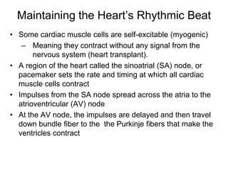 Maintaining the Heart’s Rhythmic BeatSome cardiac muscle cells are self-excitable (myogenic)Meaning they contract without any signal from the nervous system (heart transplant).A region of the heart called the sinoatrial (SA) node, or pacemaker sets the rate and timing at which all cardiac muscle cells contractImpulses from the SA node spread across the atria to the atrioventricular (AV) nodeAt the AV node, the impulses are delayed and then travel down bundle fiber to the  the Purkinje fibers that make the ventricles contract
