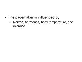 The pacemaker is influenced byNerves, hormones, body temperature, and exercise