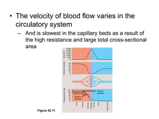 5,0004,0003,0002,0001,0000Area (cm2)50403020100Velocity (cm/sec)120100806040200SystolicpressurePressure (mm Hg)DiastolicpressureAortaVeinsArteriesVenulesCapillariesArteriolesVenae cavaeFigure 42.11The velocity of blood flow varies in the circulatory systemAnd is slowest in the capillary beds as a result of the high resistance and large total cross-sectional area