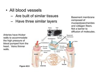 VeinArteryValveEndotheliumBasementmembraneSmoothmuscle100 µmEndotheliumConnectivetissueEndotheliumSmoothmuscleCapillaryConnectivetissueArteryVeinVenuleArterioleFigure 42.9All blood vesselsAre built of similar tissuesHave three similar layersBasement membrane composed of mucopolysaccharides and collagen fibers. Not a barrier to diffusion of molecules.Arteries have thicker walls to accommodate the high pressure of blood pumped from the heart.  Veins thinner walls.