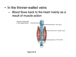 Direction of blood flowin vein (toward heart)Valve (open)Skeletal muscleValve (closed)Figure 42.10In the thinner-walled veinsBlood flows back to the heart mainly as a result of muscle action