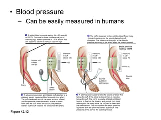 13     A typical blood pressure reading for a 20-year-oldis 120/70. The units for these numbers are mm of mercury (Hg); a blood pressure of 120 is a force that can support a column of mercury 120 mm high.4      The cuff is loosened further until the blood flows freely through the artery and the sounds below the cuff disappear. The pressure at this point is the diastolic pressure remaining in the artery when the heart is relaxed.Blood pressurereading: 120/70Pressurein cuff above 120Pressurein cuff below 120Pressurein cuff below 70Rubber cuffinflatedwith air12012070Sounds stopSounds audible instethoscopeArteryArteryclosed     A stethoscope is used to listen for sounds of blood flow below the cuff. If the artery is closed, there is no pulse below the cuff. The cuff is gradually deflated until blood begins to flow into the forearm, and sounds from blood pulsing into the artery below the cuff can be heard with the stethoscope. This occurs when the blood pressure is greater than the pressure exerted by the cuff. The pressure at this point is the systolic pressure.     A sphygmomanometer, an inflatable cuff attached to apressure gauge, measures blood pressure in an artery.The cuff is wrapped around the upper arm and inflated until the pressure closes the artery, so that no blood flows past the cuff. When this occurs, the pressure exerted by the cuff exceeds the pressure in the artery.2Figure 42.12Blood pressureCan be easily measured in humans